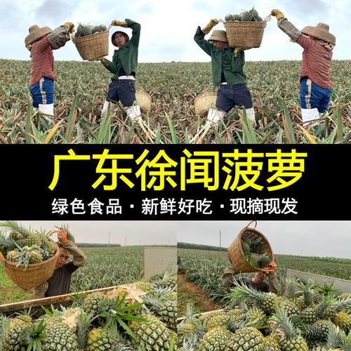 新鲜水果小菠萝当季海南广东湛江徐闻农家香水大菠萝凤梨5斤10斤