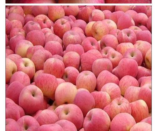 特产红富士苹果 新鲜水果配发零售