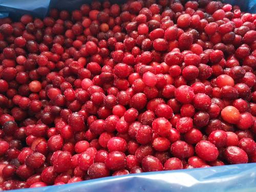 工厂直供新鲜冷冻加拿大进口蔓越莓果汁果酱酵素原料